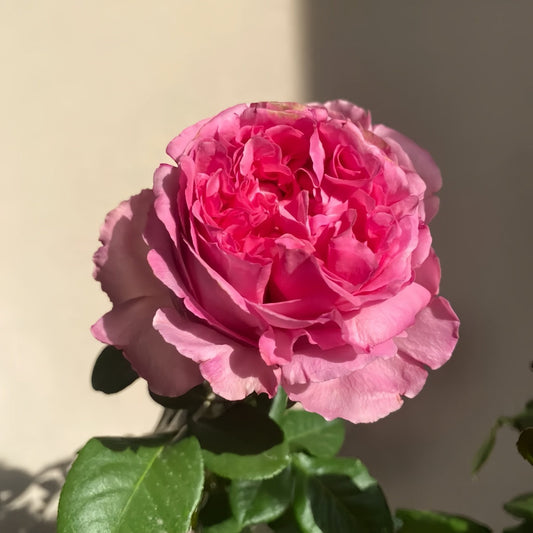Best Time to Plant Roses: A Seasonal Guide