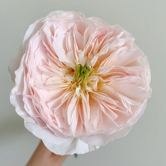 Charity Rose: The David Austin Cut Flower for Elegance and Resilience