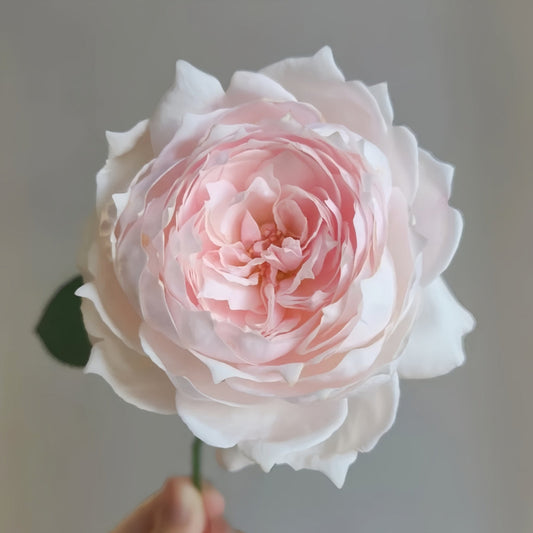 Cherry Antique Rose: The Ultra-Prolific Bloomer for Your Garden