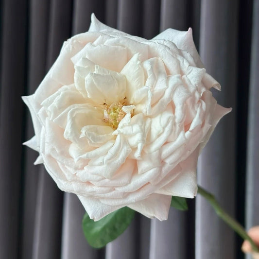 Cherry Lips Rose: A Stunning Cut Rose for Elegant Gardens & Arrangements