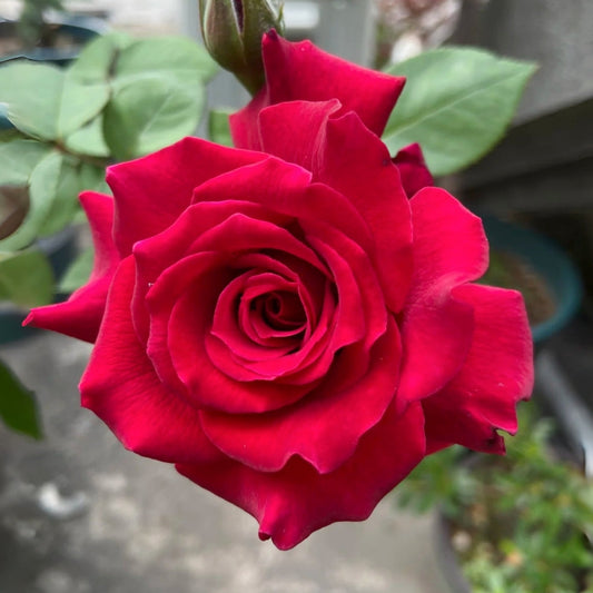 Colline Rouge Rose: The Cut Flower Powerhouse for Gardeners & Florists