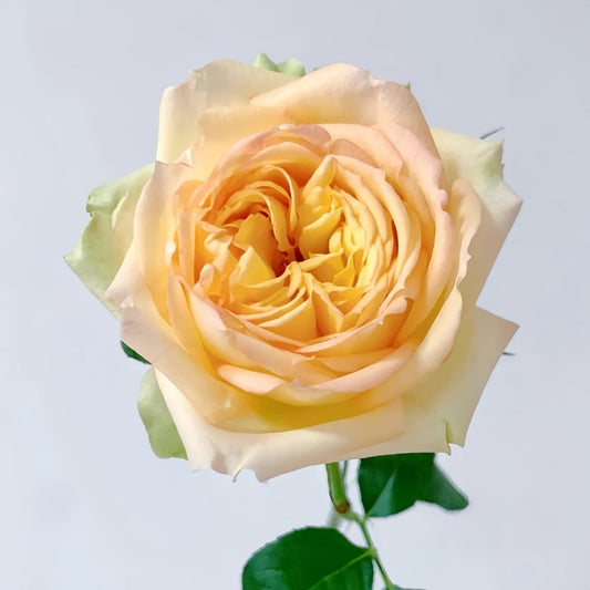 Cote d'or Rose: The Bright Yellow Shrub Rose for Every Garden?