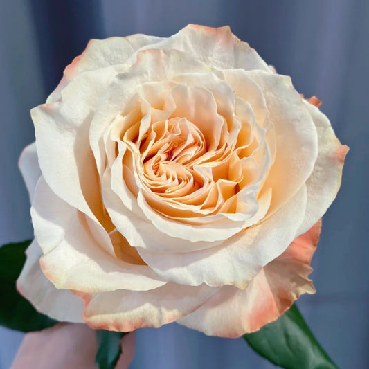 Grow the Exquisite Cream Su Rose: Your Ultimate Guide to Stunning Apricot Blooms