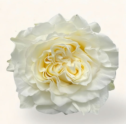 Creamy Kiss Rose: Enduring Elegance for Your Garden & Vases