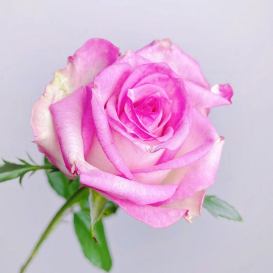 Decoration Rose: Elevate Your Garden & Vases with Stunning Cut Flowers