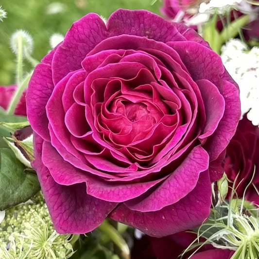 Deep Secret Rose: Unveil the Mystery of Your Garden's Next Purple Jewel