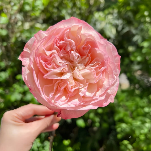 Dimple Rose: The Bicolor Beauty Your Garden & Vases Deserve