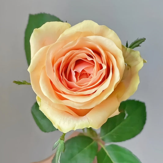 Diwyna Rose: The Apricot Pink Cut Rose for Lasting Beauty?