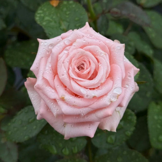 Dulzet Rose: The New Standard for Premium Cut Flowers and Garden Beauty