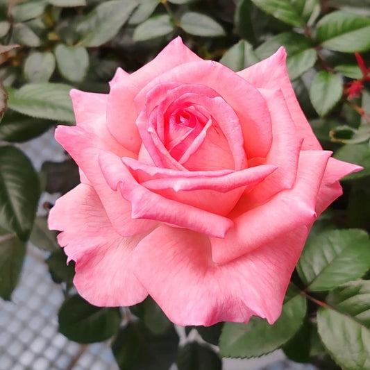 Fragonard Rose: The Professional's Edge in Luxury Floral Design