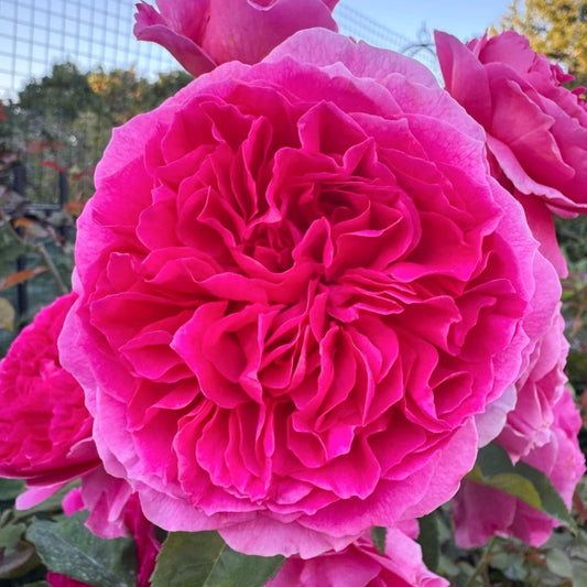 Gabriel Oak Rose: The Disease-Resistant David Austin Shrub for Every Garden