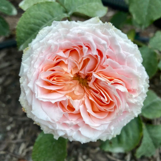 Georgia Peach Rose: The Salon-Pink Star Your Garden Deserves