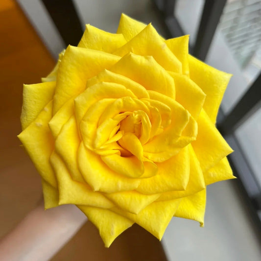 Goldfinch Rose: The Resilient Cut Flower for Professional Growers
