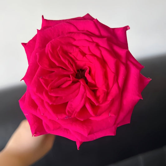 Good Vibes Rose: The Cut Flower Professional's Choice for Lasting Beauty