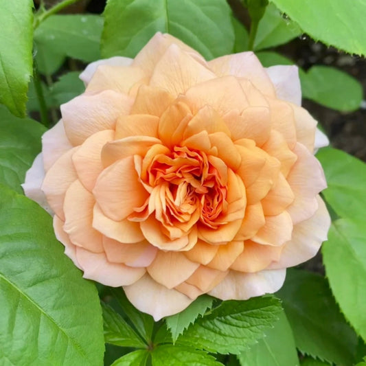 Grace Rose: The Apricot-Yellow David Austin Shrub for Timeless Garden Elegance