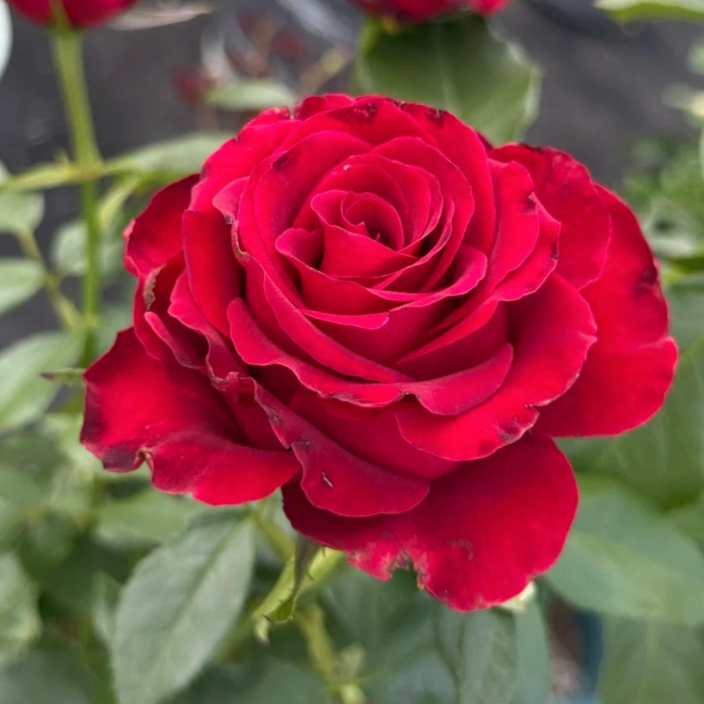 Hallelujah Rose: The Long-Lasting Red Cut Rose for Every Garden ...
