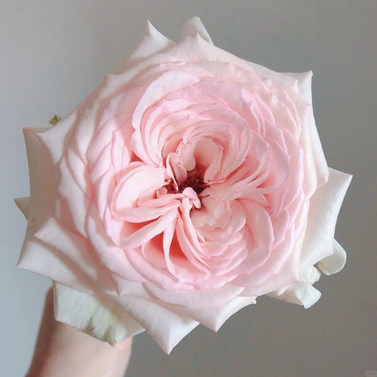 Hanxiang Rose: The Premium Cut Flower for Discerning Professionals