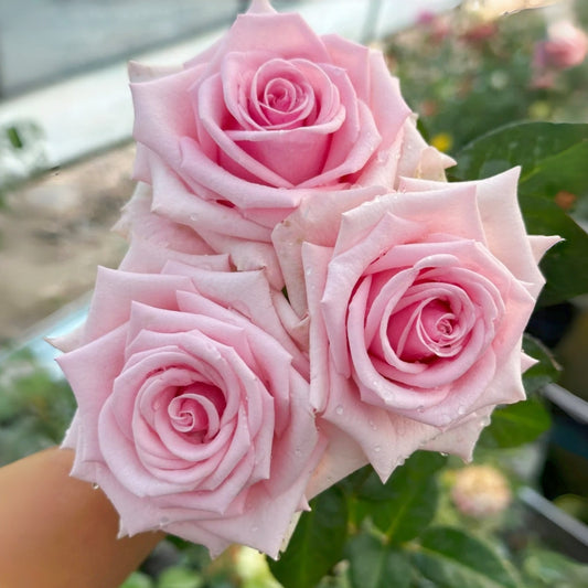Heaven on Earth Rose – Peony-Shaped Orange-Pink Blooms with Strong Disease Resistance