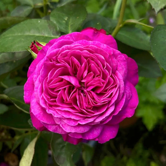 Heidi Klum Rose: The Compact, Fragrant Jewel for Your Garden & Vases
