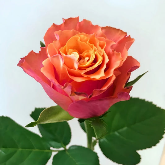 Jamaica Rose: Elevating Professional Spaces with Unforgettable Elegance