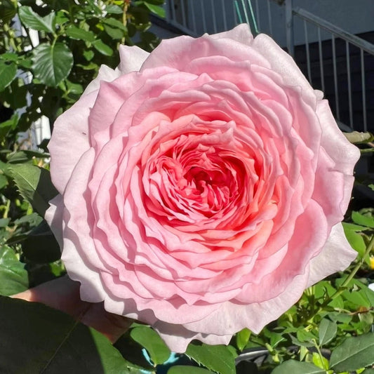 James Galway Rose: The Elegant David Austin Climber Your Garden Needs