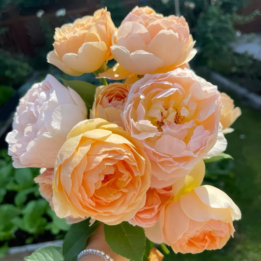 Jude the Obscure Rose – Bright Yellow Blooms with Powerful Fragrance