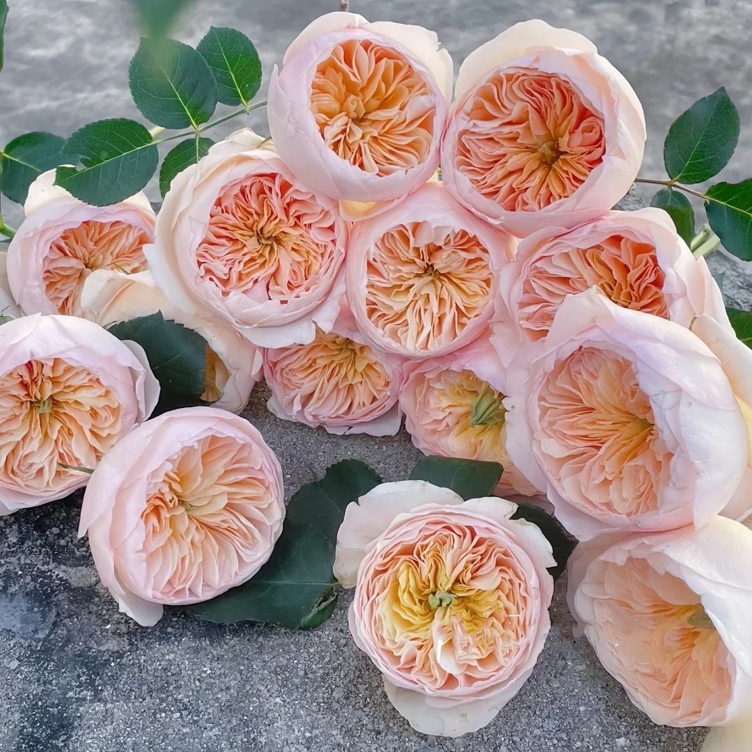 Julip Roses Juliet Rose – A Comprehensive Performance Review – Rosesplant