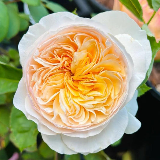 Juliet Rose – The Romantic Goddess of the Garden