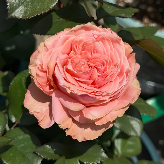 Kawa Rose: Elevate Your Garden with Stunning Coral Blooms