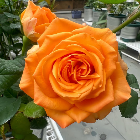 Kings Day Rose: A Reign of Color and Longevity in Your Garden