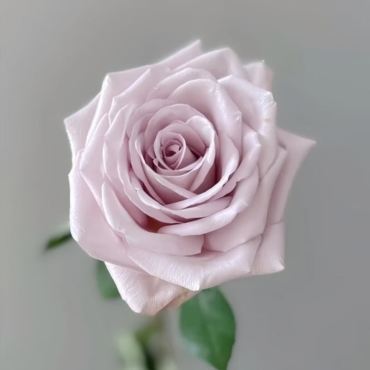 La Vida Loca Rose: The Modern Cut Rose for Contemporary Floristry