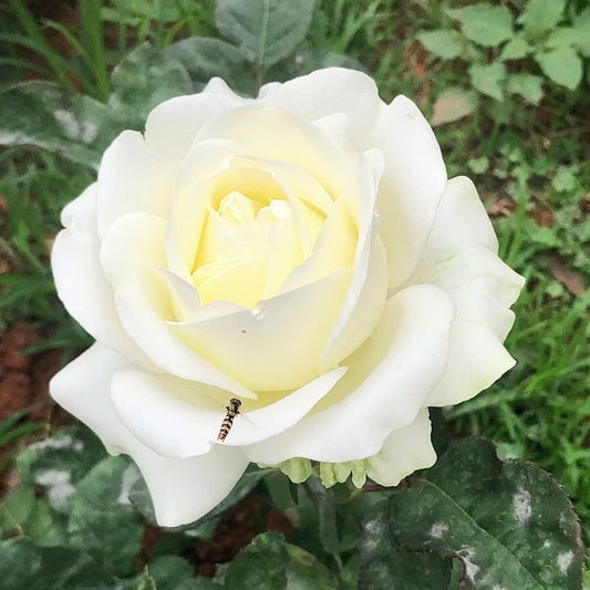 Lady Lindsey Rose: Cultivating Timeless Elegance and Creamy Blooms