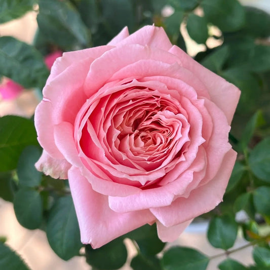 Laurent Cabrol Rose: The Thornless Salmon-Pink Beauty for Your Garden