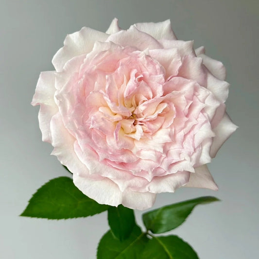 Le Rire Rose: The Enchanting Cut Rose for Every Garden
