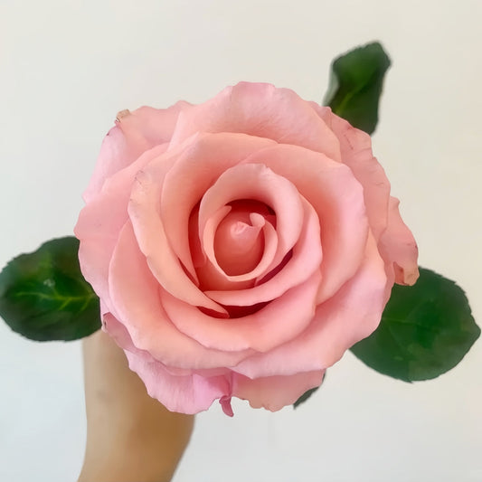 Light Pink Elves Rose: Cultivate Enchanting Blooms with Ease