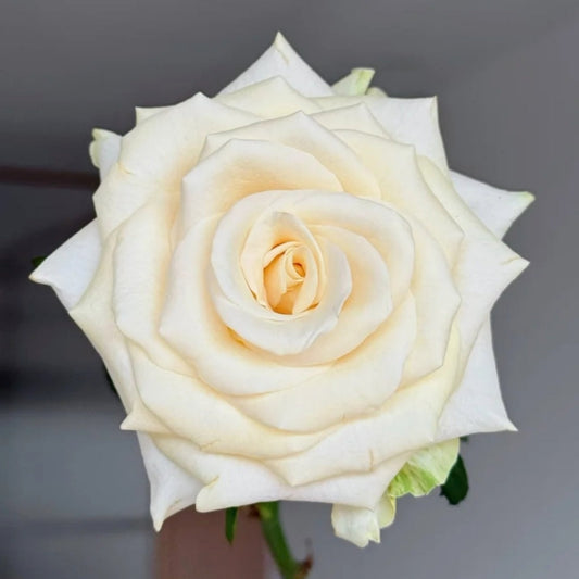 Little Butter Rose: The Elegant Cream Cut Rose for Your Professional Arrangements