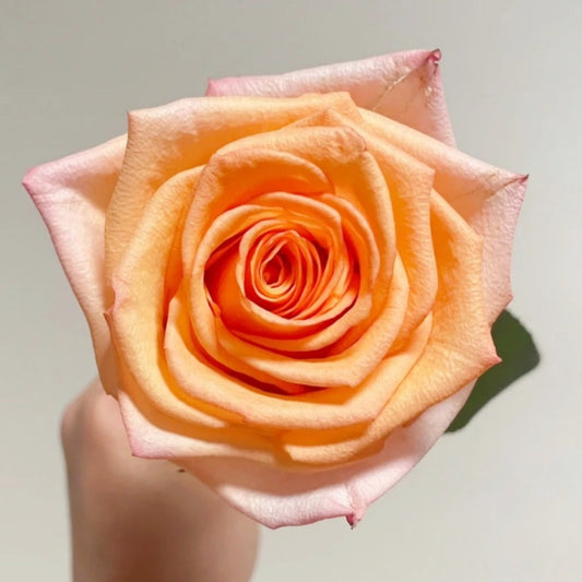 Magic City Rose: The Elegant Cut Rose for Unmatched Longevity & Sophistication