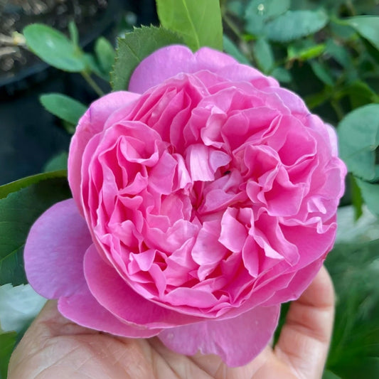 Mary Rose: The Iconic English Shrub Rose Your Garden Deserves