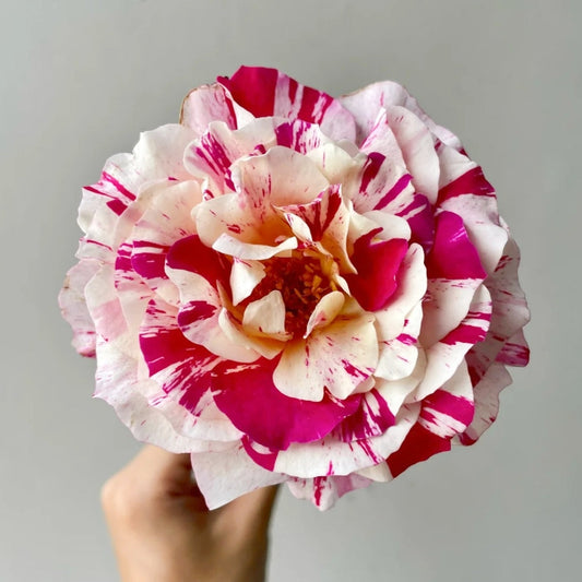 Maurice Utrillo Rose: A Masterpiece for Your Garden & Vase