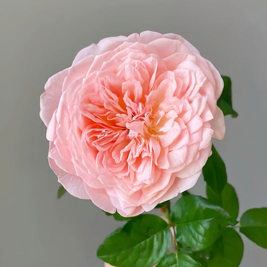 Mayfield Rose: The Enduring Cut Flower for Professional Floral Design
