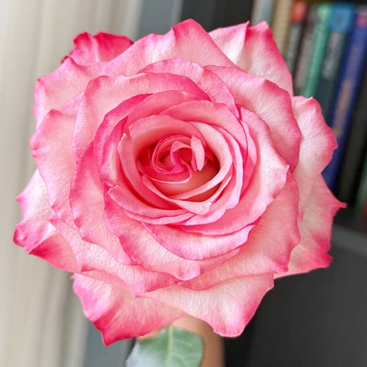 Medusa Rose: The Revolutionary Cut Flower for Professional Florists