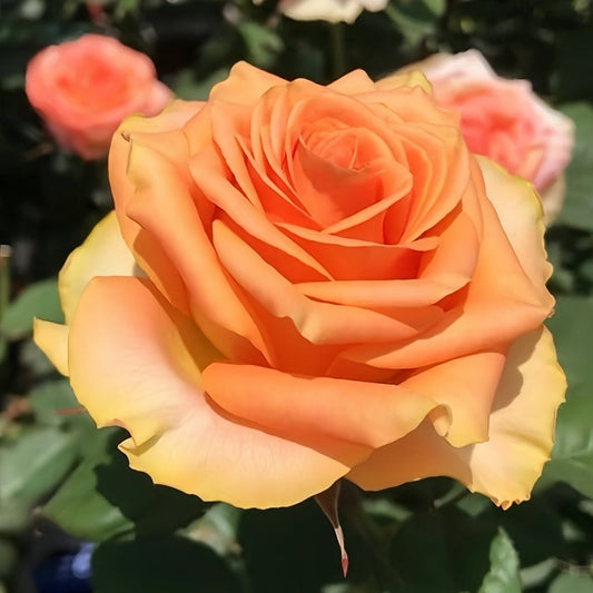 Mighty+ Rose: The Dynamic Orange-Yellow Cut Rose for Stunning Gardens