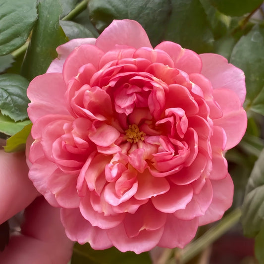 Nagi Rose: The Vintage Pink Shrub That Blooms All Season