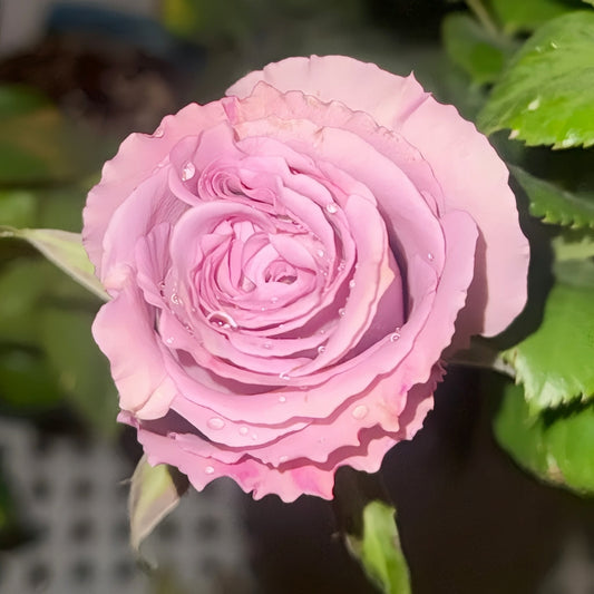 Nayeli Rose: The Blue-Purple Cut Rose Elevating Modern Floral Design