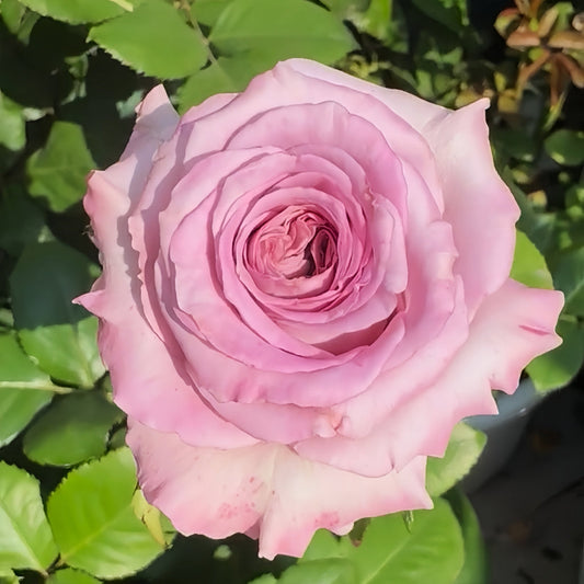 Nayeli Rose: The Exquisite Cut Rose for Elegant Arrangements