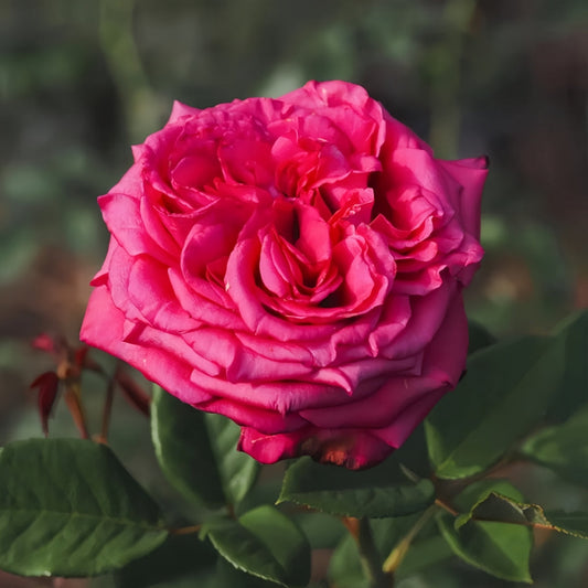 Noblesse Rose: The Premier Cut Flower for Discerning Growers and Enthusiasts