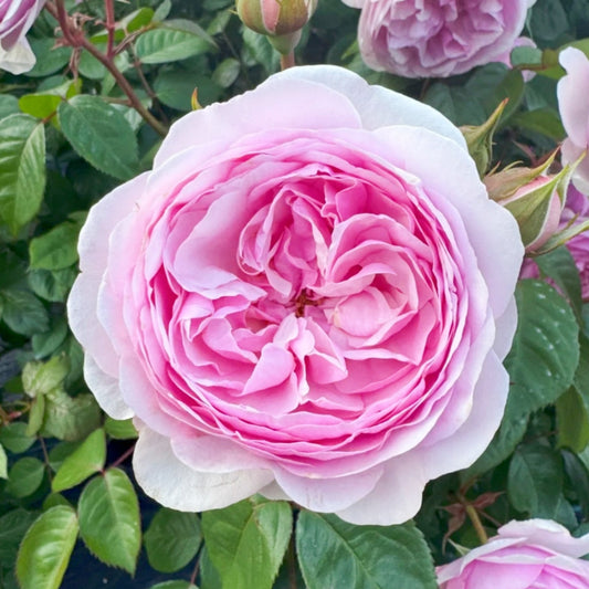 Olivia Rose: The Disease-Resistant Shrub Rose Every Gardener Needs?