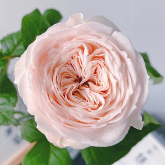 Paradise Beach Rose: Your Garden's New Resilient & Radiant Gem