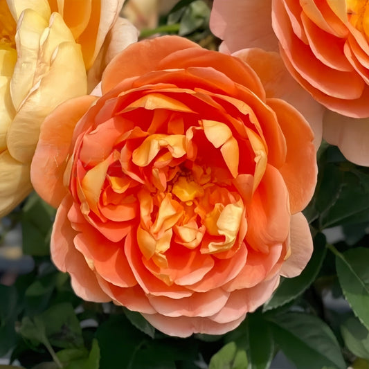 Pat Austin Rose: The Luminous Copper-Orange English Shrub for Every Garden