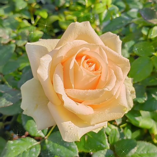 Avalanche Peach Rose – Lush Peach Blooms for Romantic Gardens